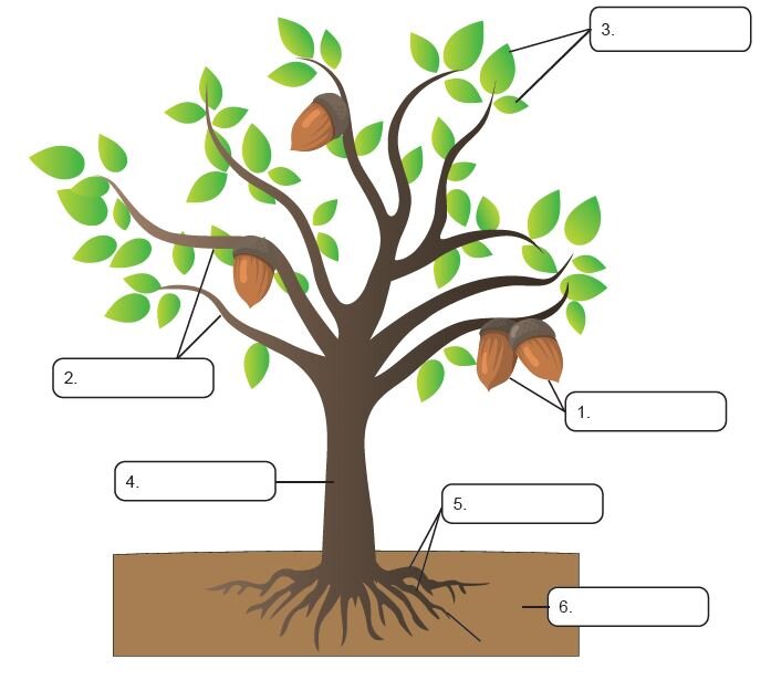 soil