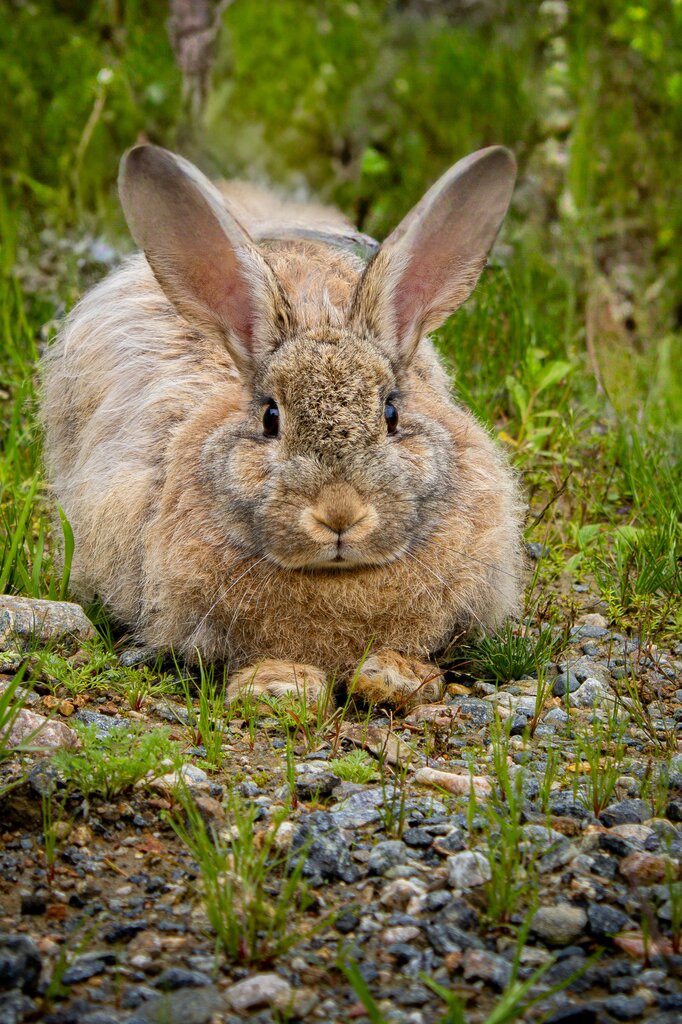 Conejo