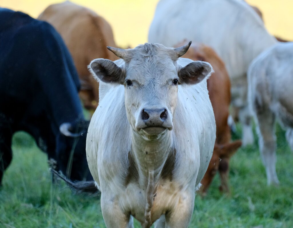 Vaca