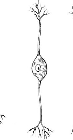 Nama Sel neuron di samping