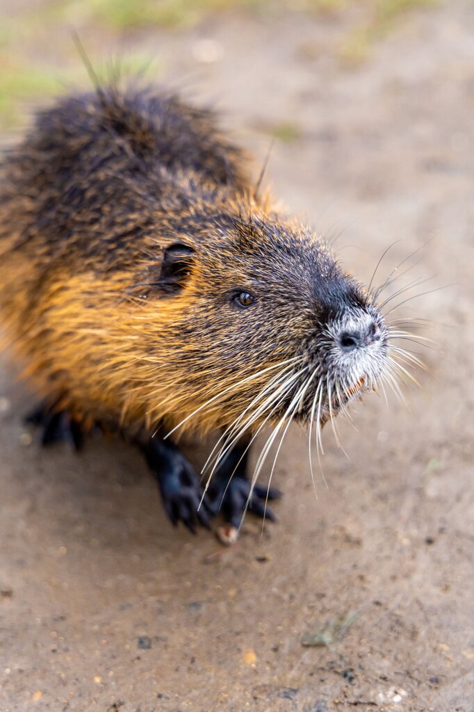 Nutria