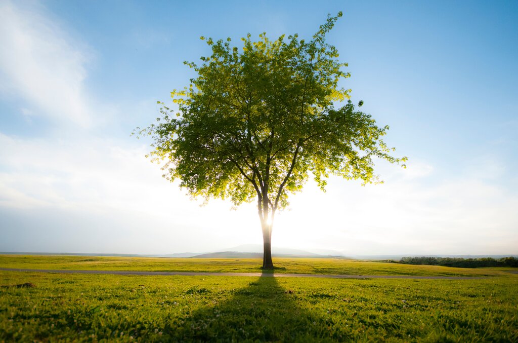 Árbol