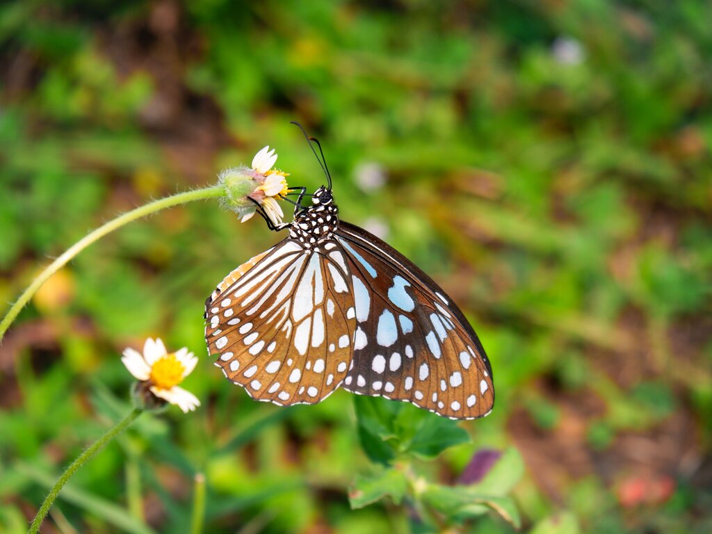Mariposa