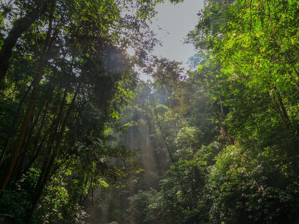 Bosque