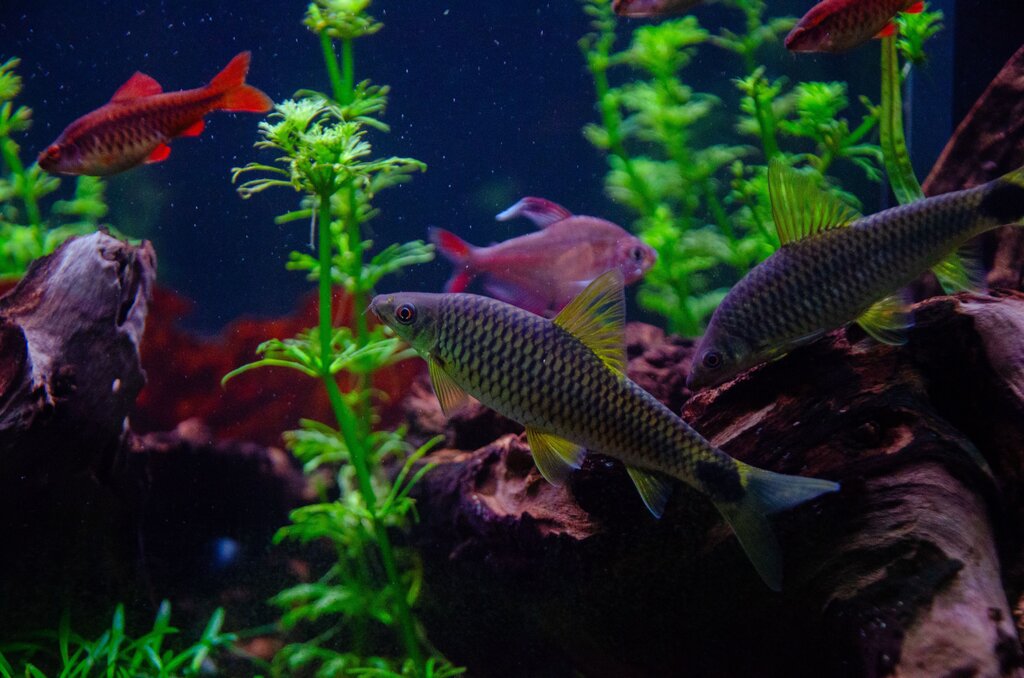 Los peces viven mejor.