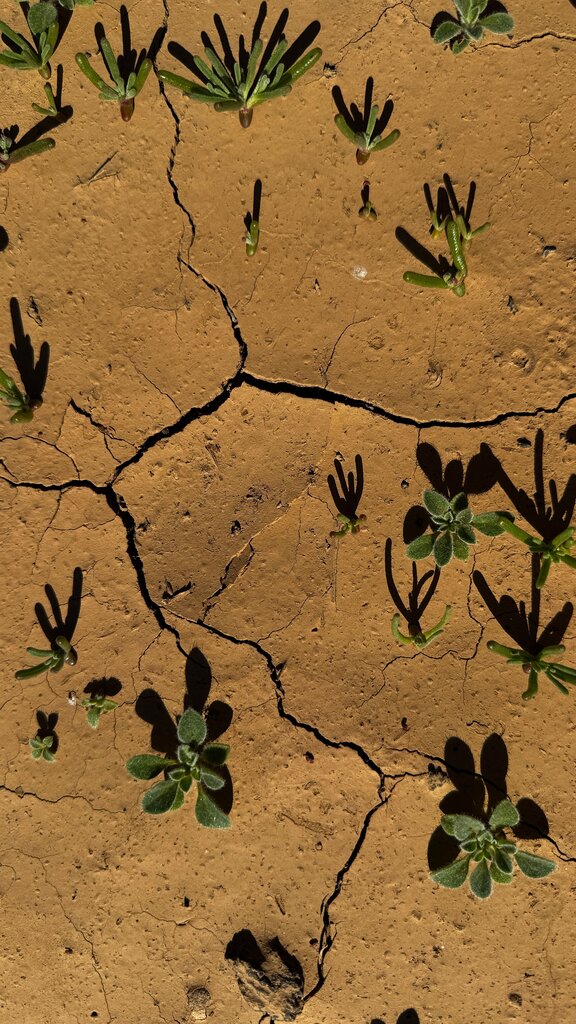 Se afecta la vida de plantas y animales.