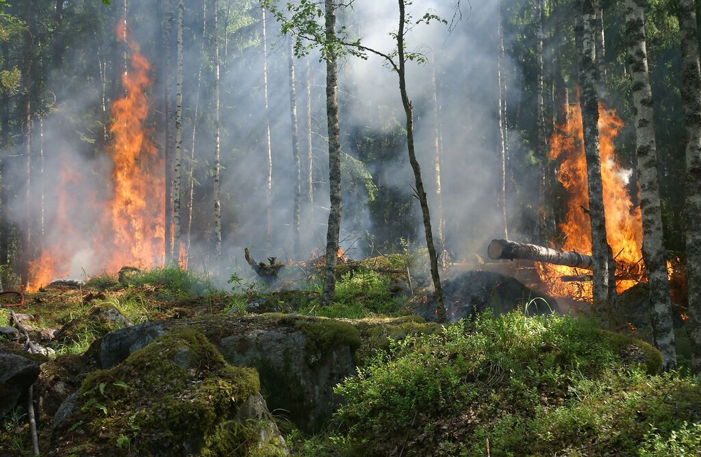 Quemar los bosques.