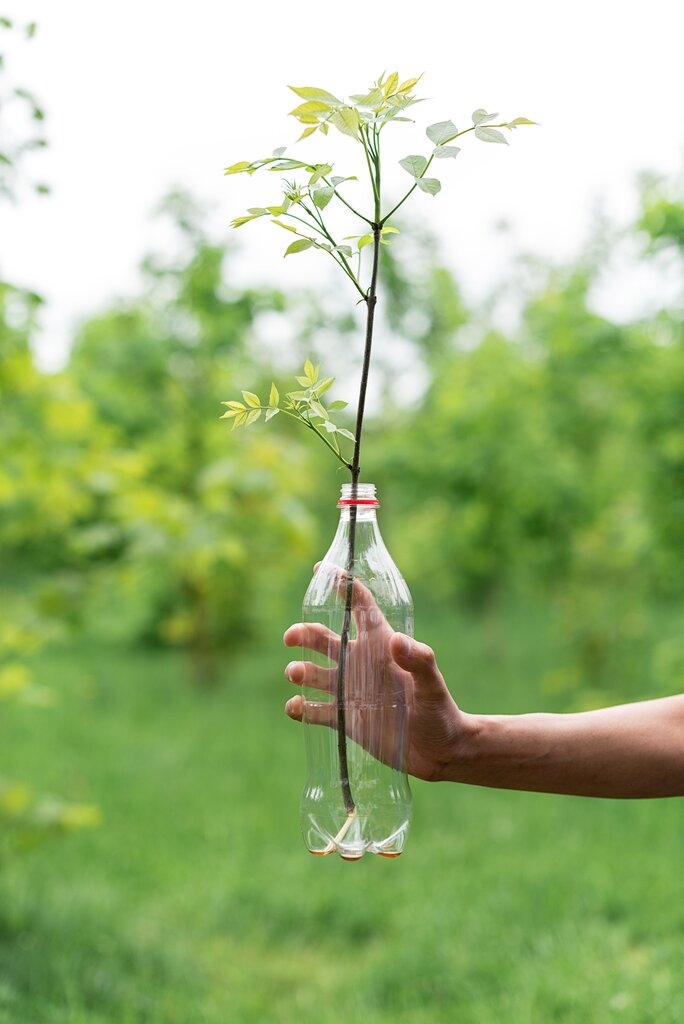 Sembrar árboles y reciclar.