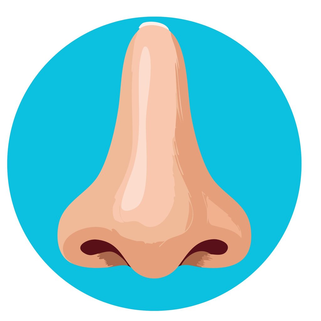 Nose