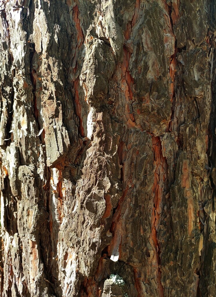 What is the texture of tree bark?