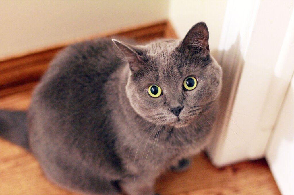 What color is the cat? 