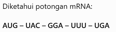 Jika UGA merupakan kodon stop, maka jumlah asam amino yang dirangkai sebelum proses berhenti adalah ....