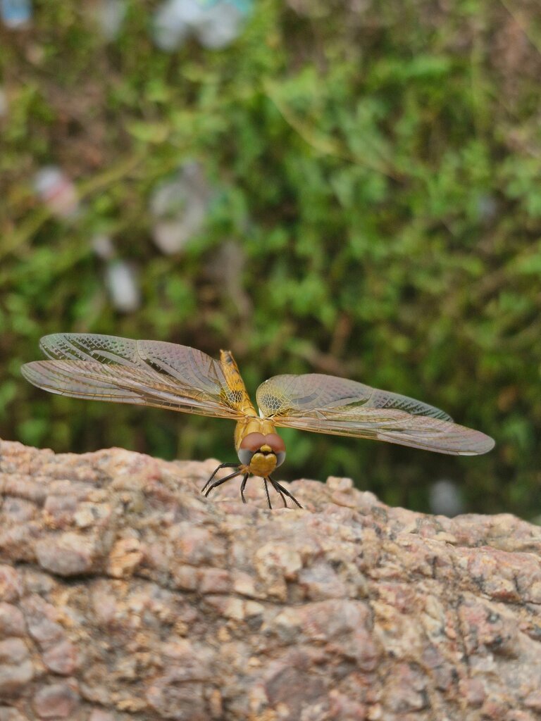 Capung