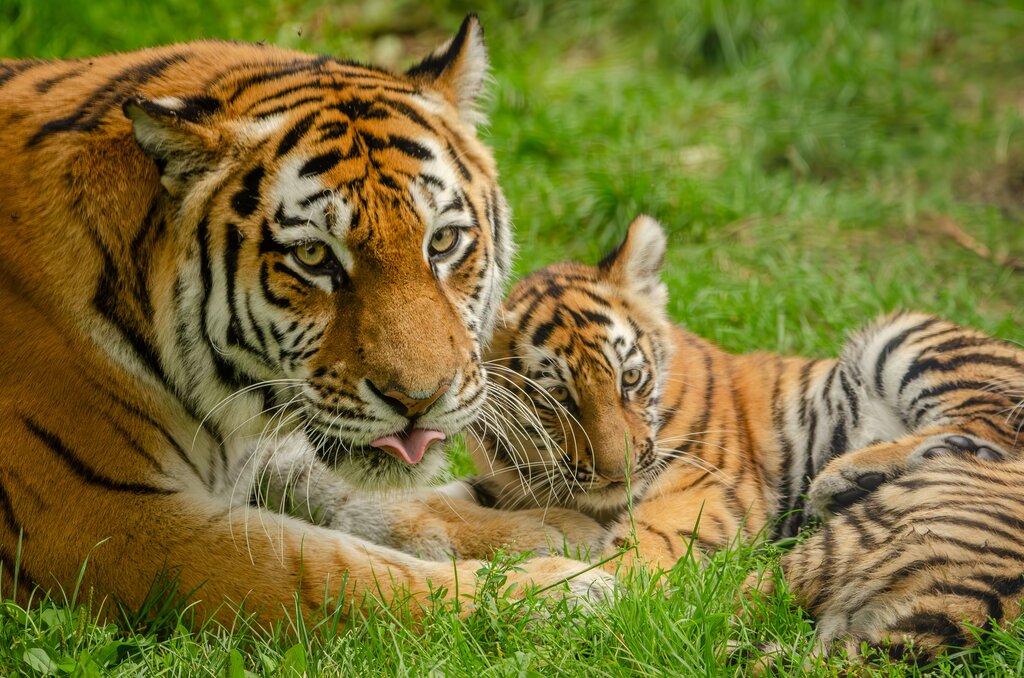 Harimau