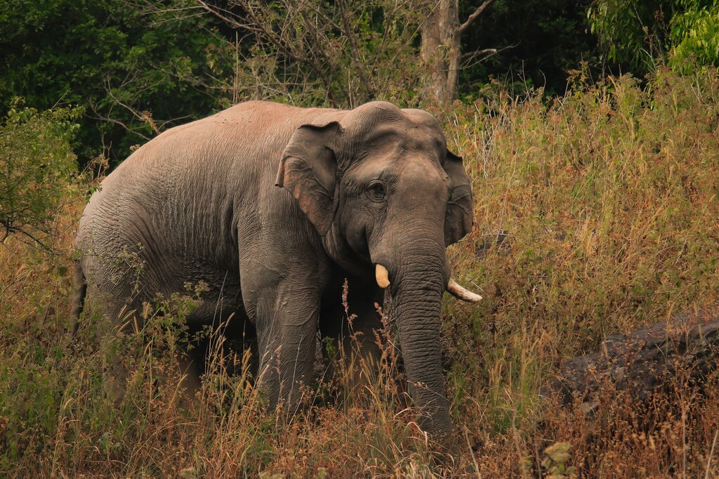 Gajah