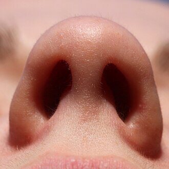 Hidung