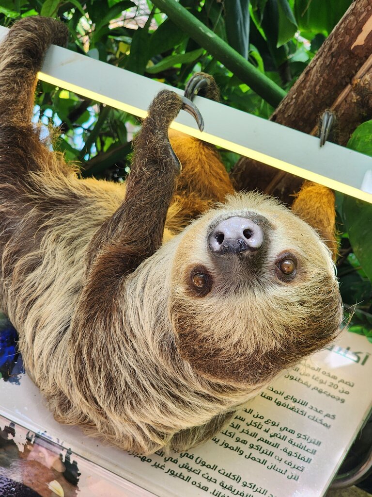 Kukang (Sloth)