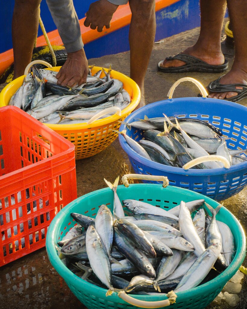 Fish harvesting
