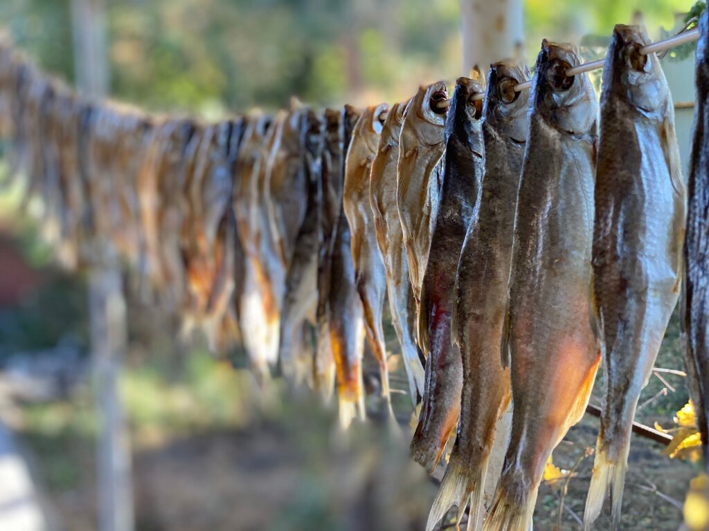 Fish curing