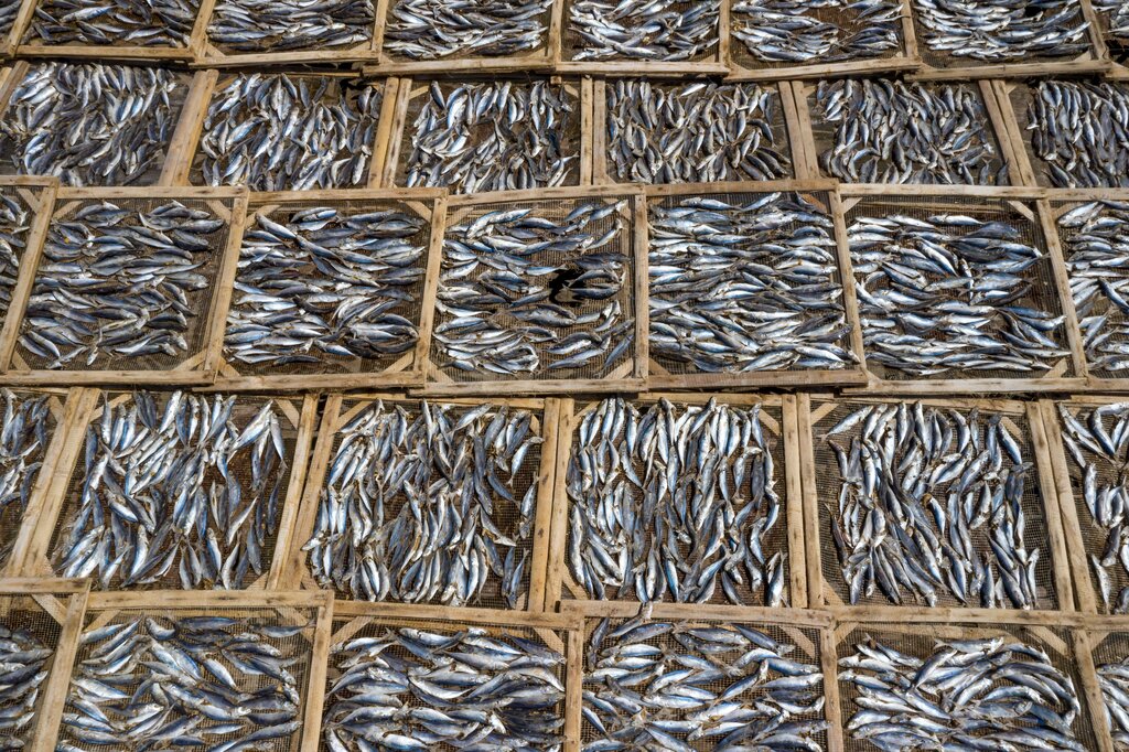 It is one of the oldest preservation methods which removes the moisture content of fish