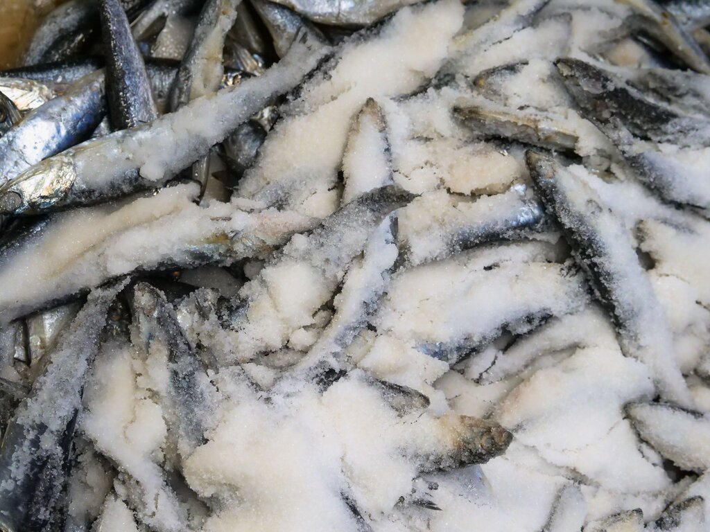 fish salting