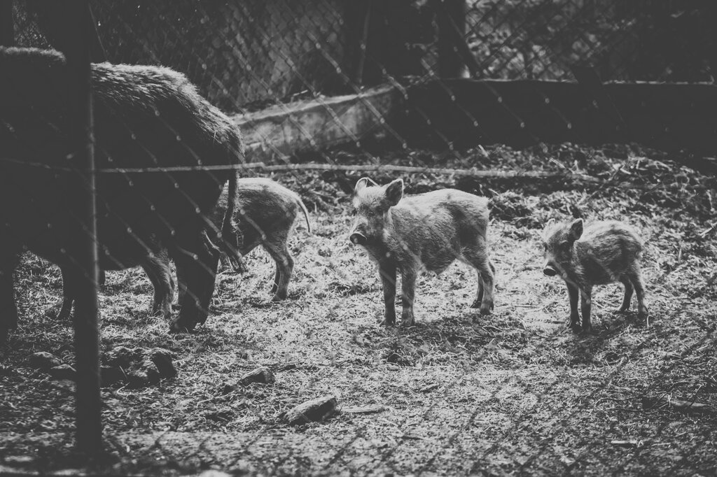 Proteger el habiente, los animales.