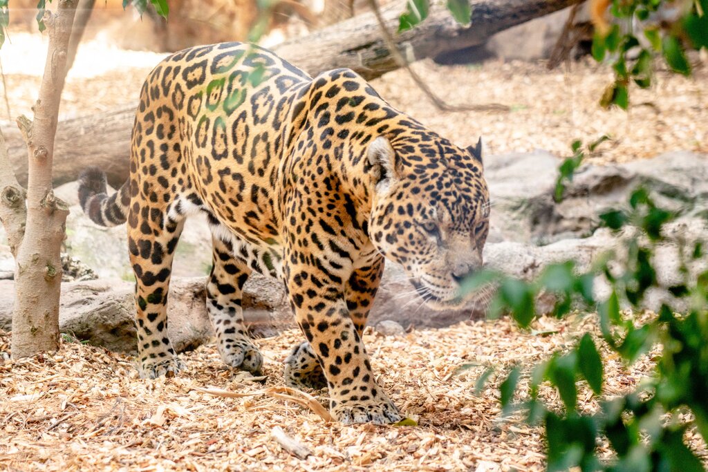 Jaguar