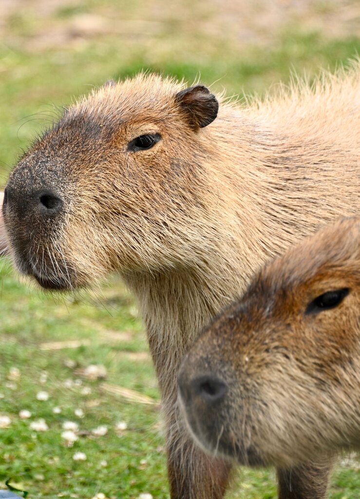 Capybara