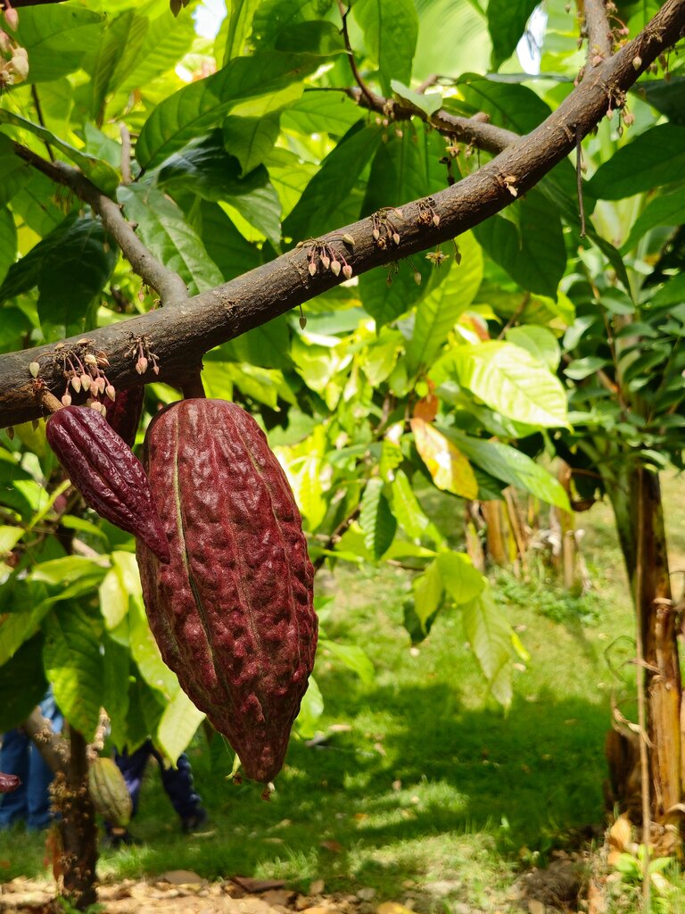 Cocoa