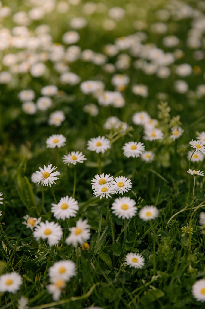 Daisy
