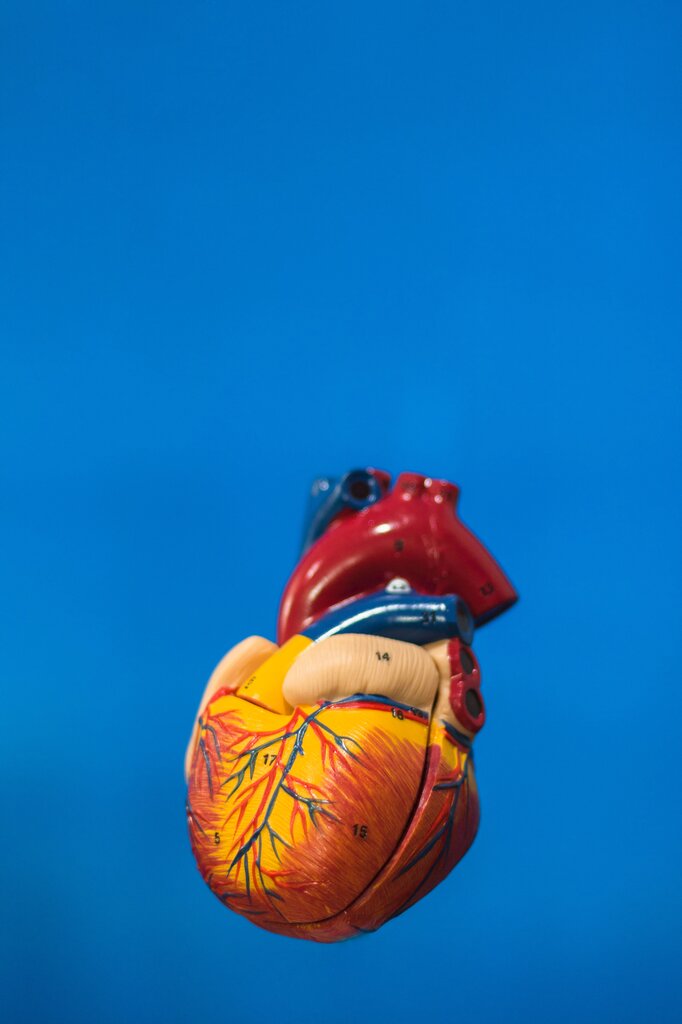 El corazón