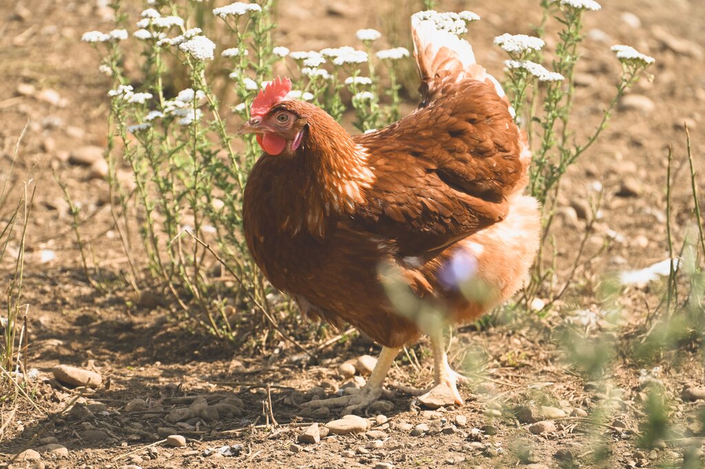 ayam betina, what do you call it in English?