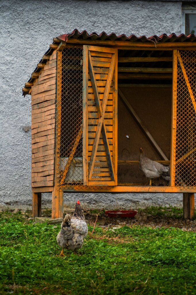 where is hen's home?