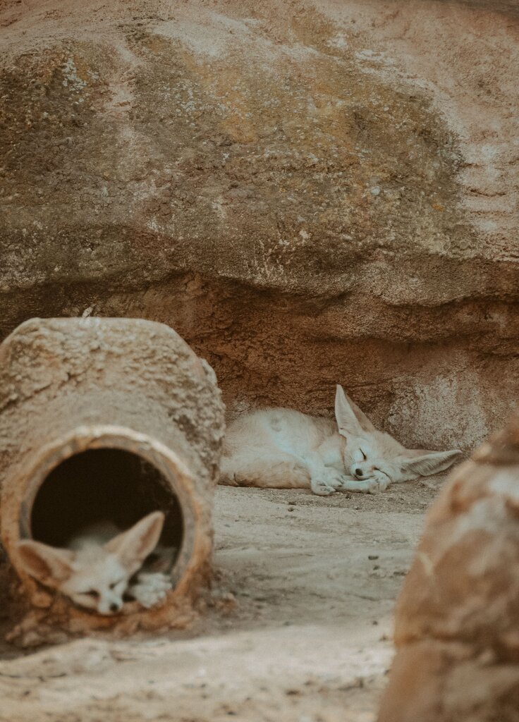 The fox lives in a ________