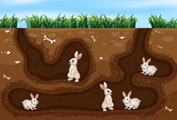 the rabbit lives in __________