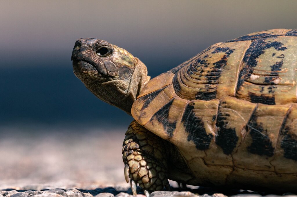 Tortoise lives in .....