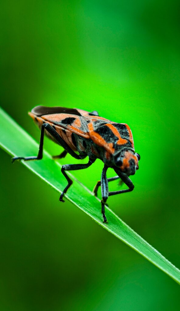 What is it?