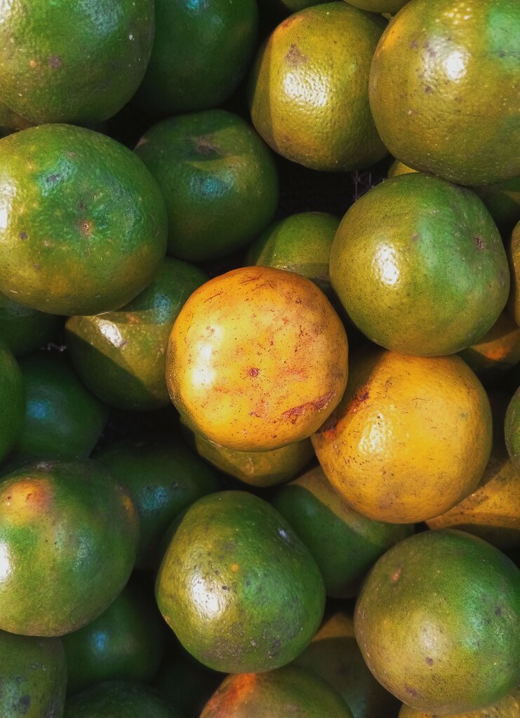 Buah menjadi matang