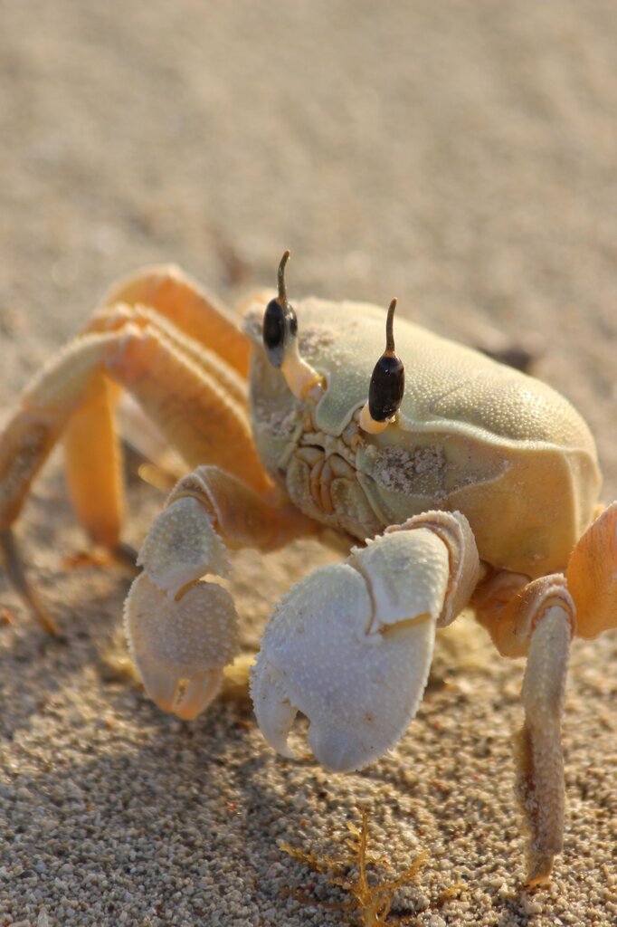 What is this animal?