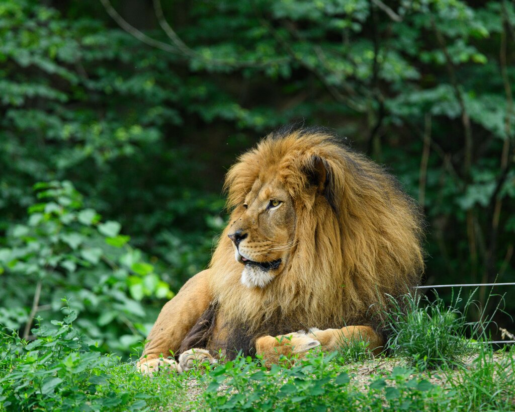 matching-pairs-les-animaux