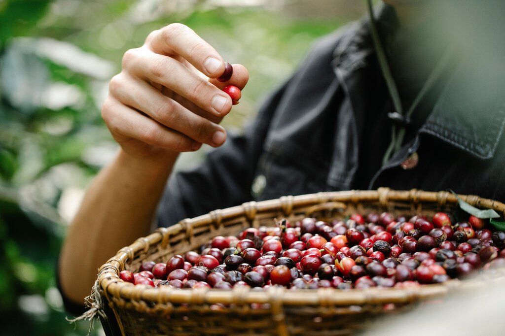 Café en grano