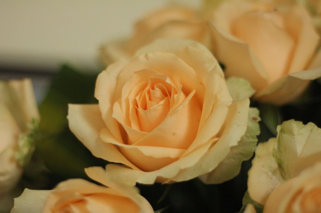 Rosa