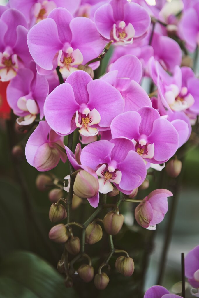 Orquídea
