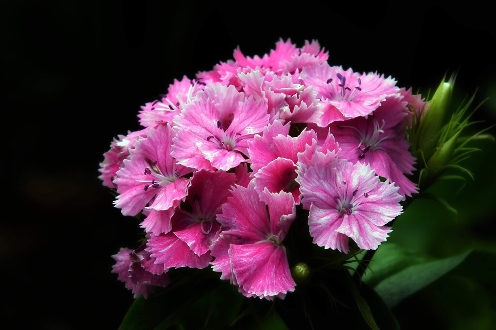 Clavel