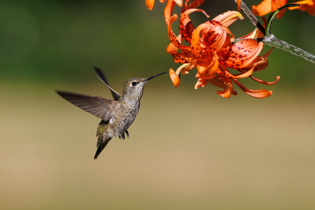 Colibrí