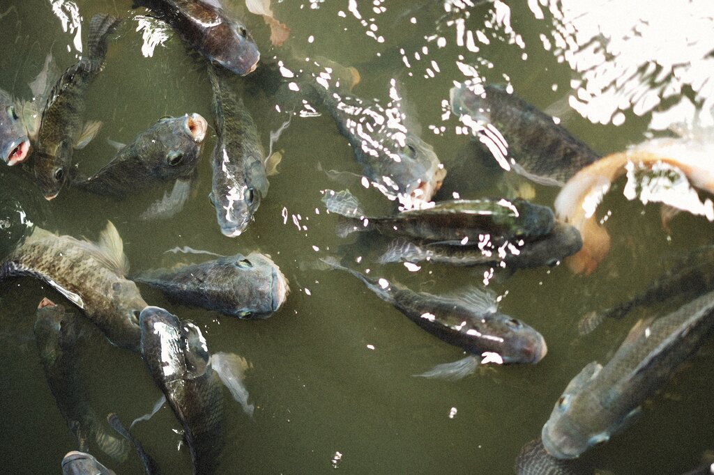 Fish
