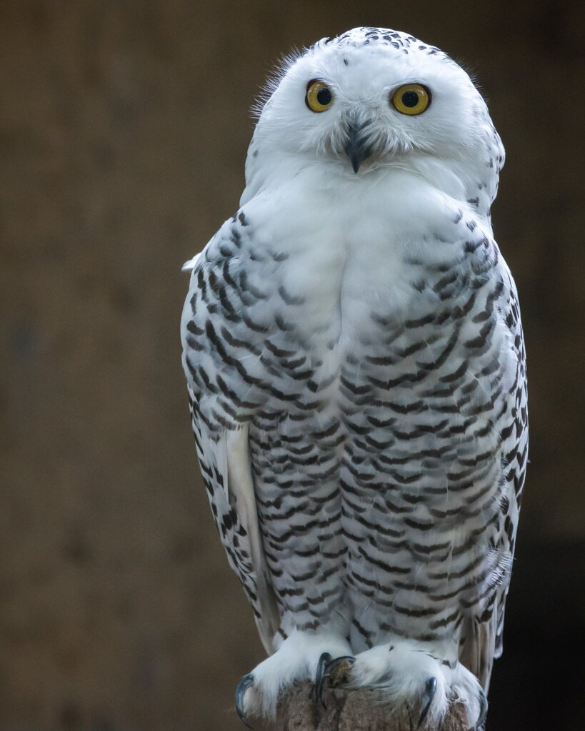 owl