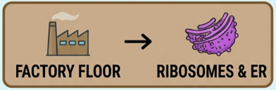 factory floor - ribosome