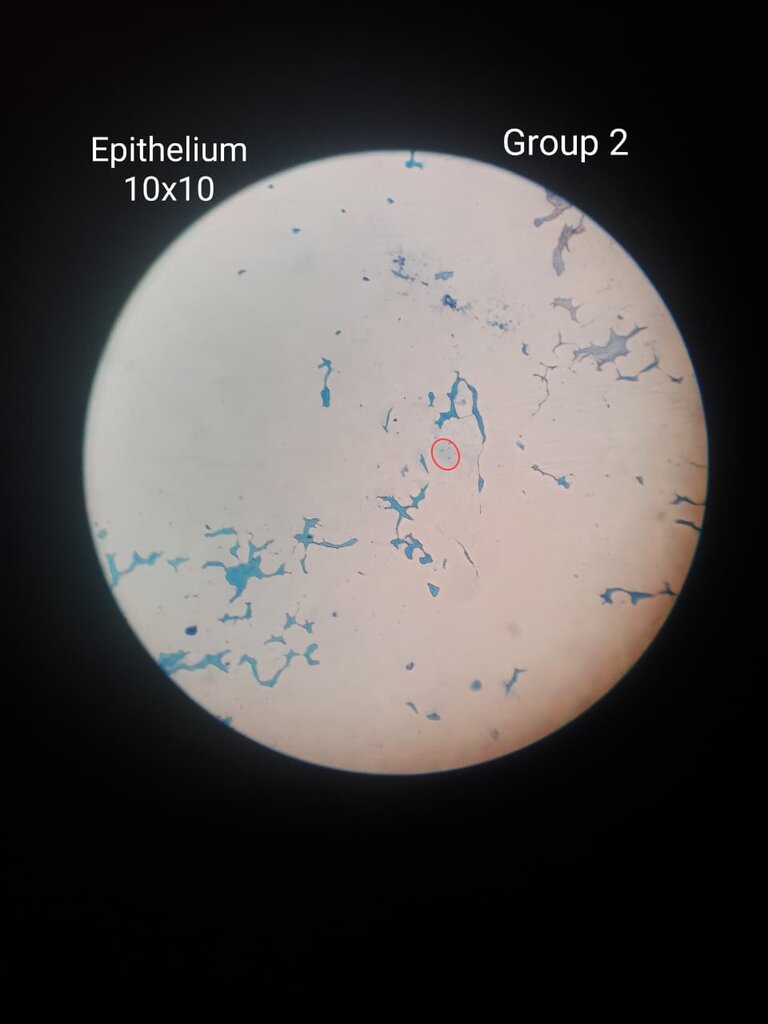 What cell is this?