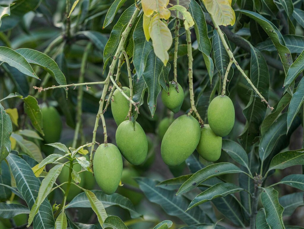 Pokok mangga menghasilkan buah yang manis. Bagaimanakah pokok mangga membiak secara semula jadi?